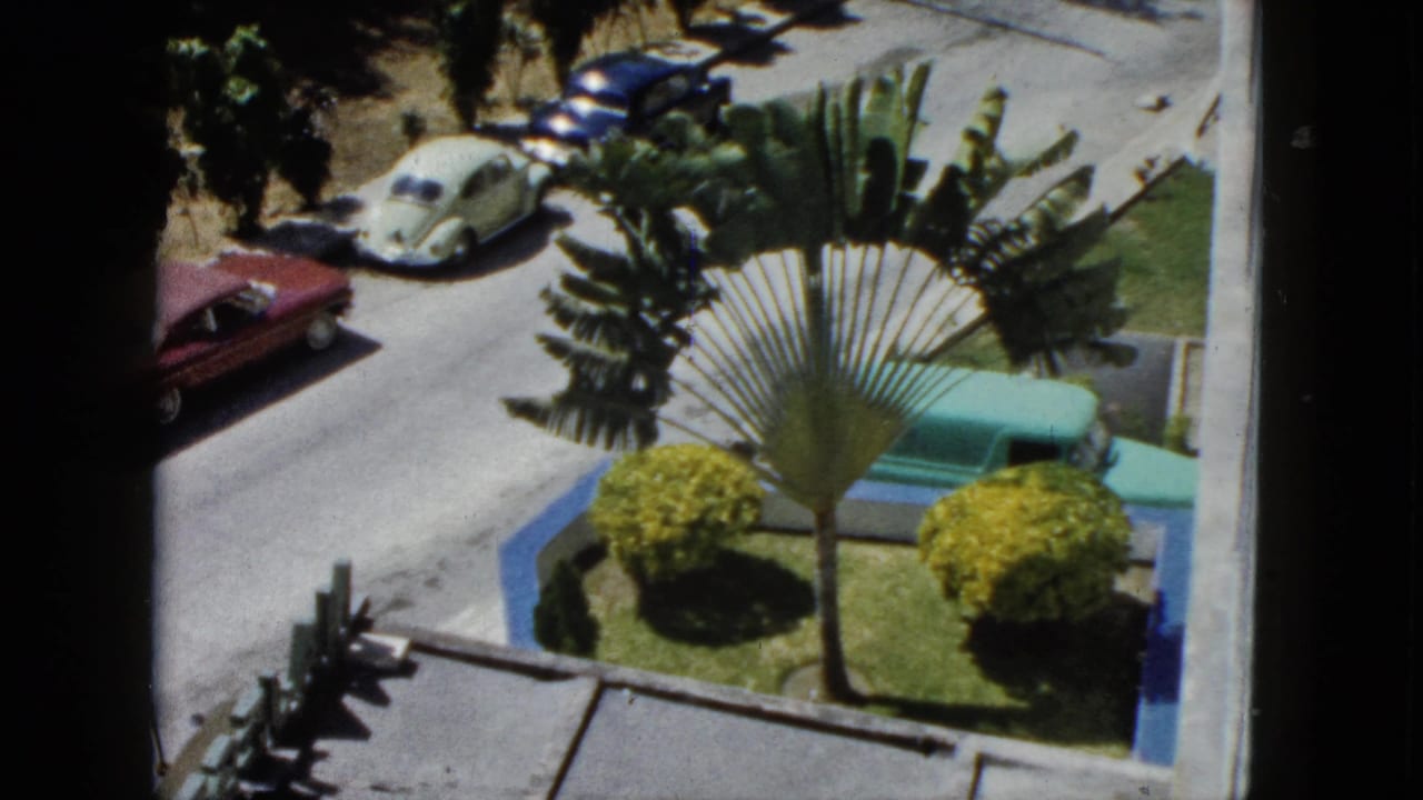 Window view over a sunlit street with parked cars, a fan palm, shrubs, and tropical trees.