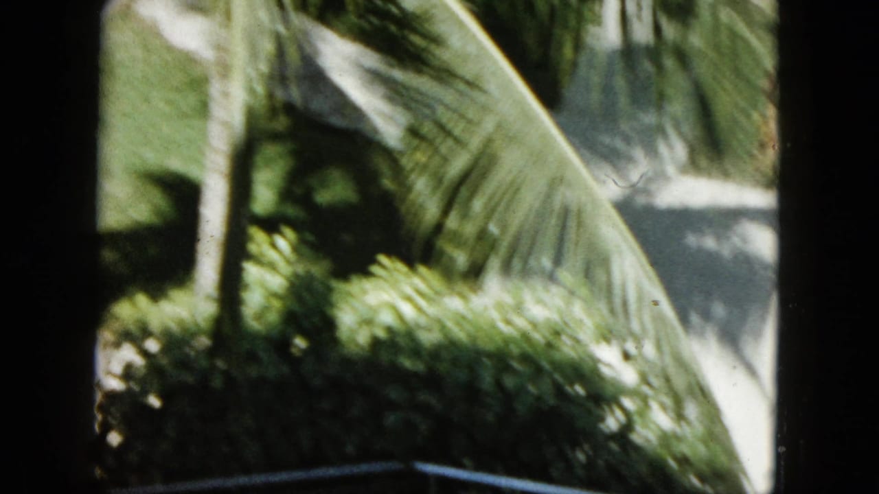 Handheld 8mm frame from Acapulco showing palm leaves, garden foliage, and a sunlit paved or walled area.