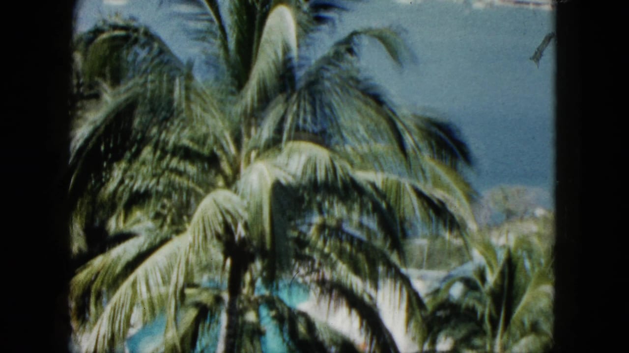1962 Acapulco home-movie frame with palm trees in the foreground and a partial view of bay water and shoreline beyond.