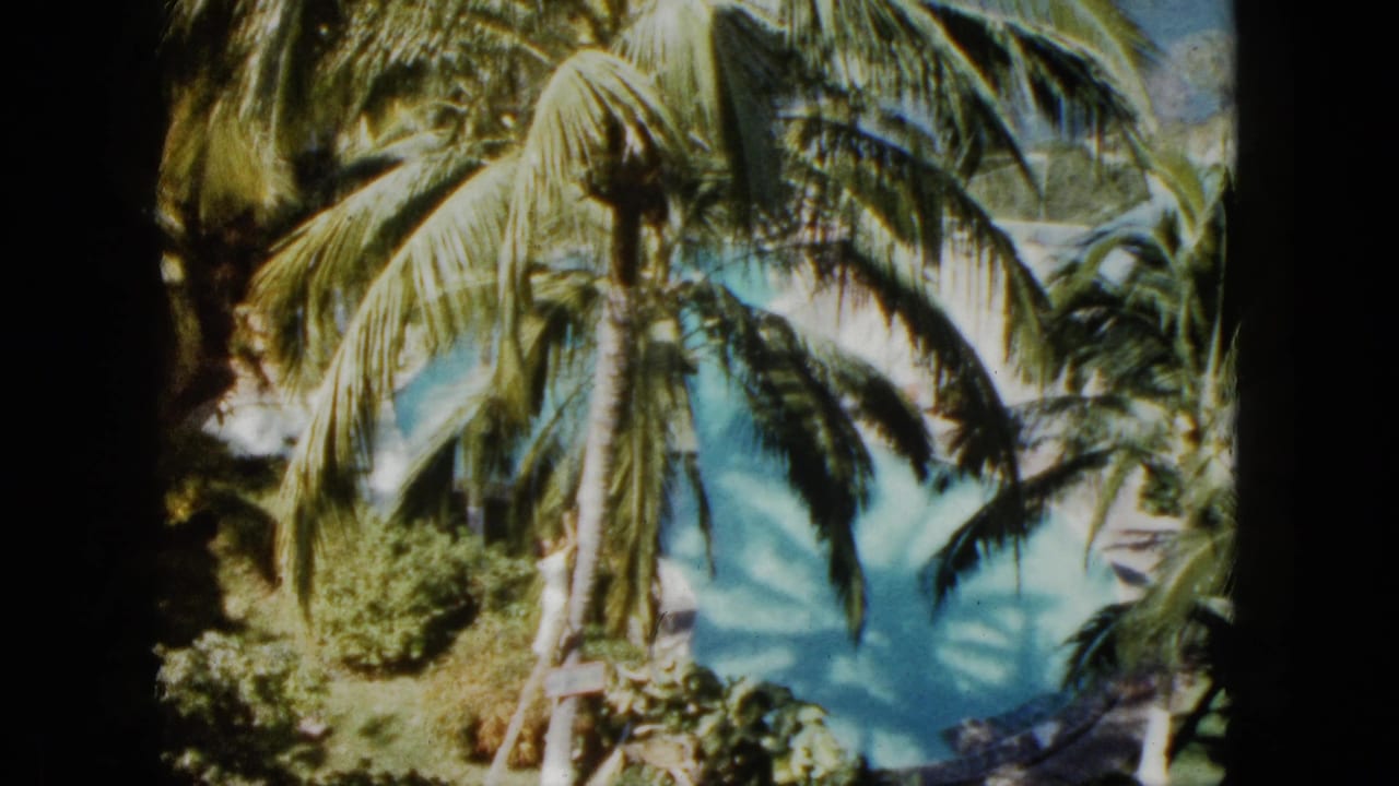 Palm trees and shrubs frame a bright aqua swimming pool with dark 8mm film edges.