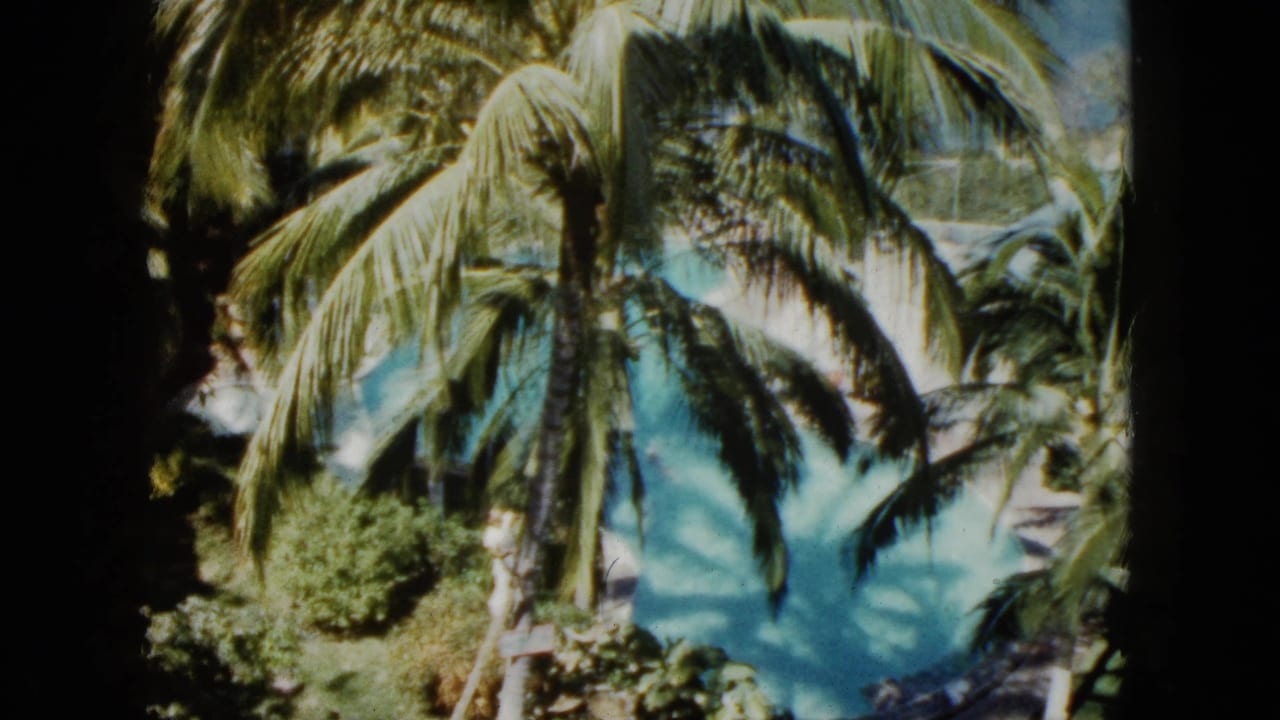 High-angle view of palm fronds over a bright blue pool and surrounding greenery.