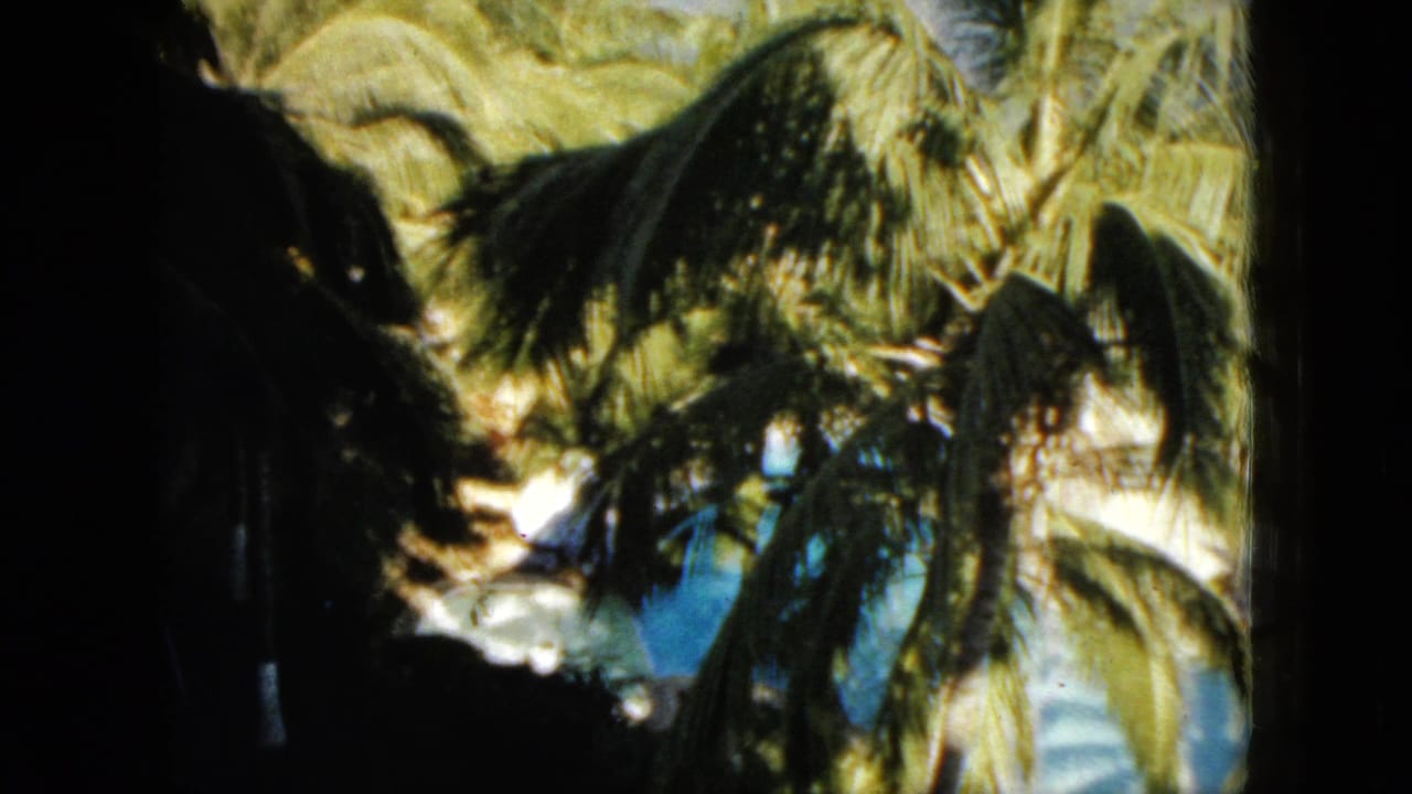 Palm fronds and dark foreground foliage frame a bright bay and hillside town.
