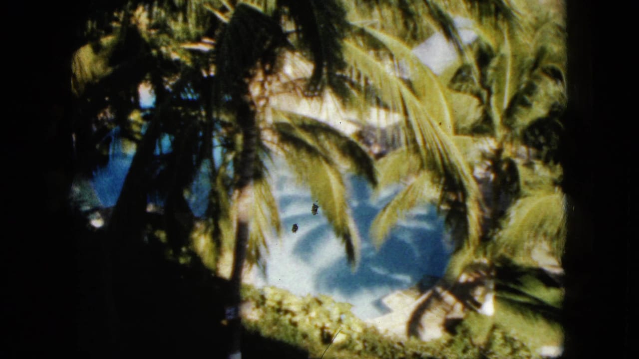Palm fronds and dark tree trunks frame a bright tropical beach and blue water.