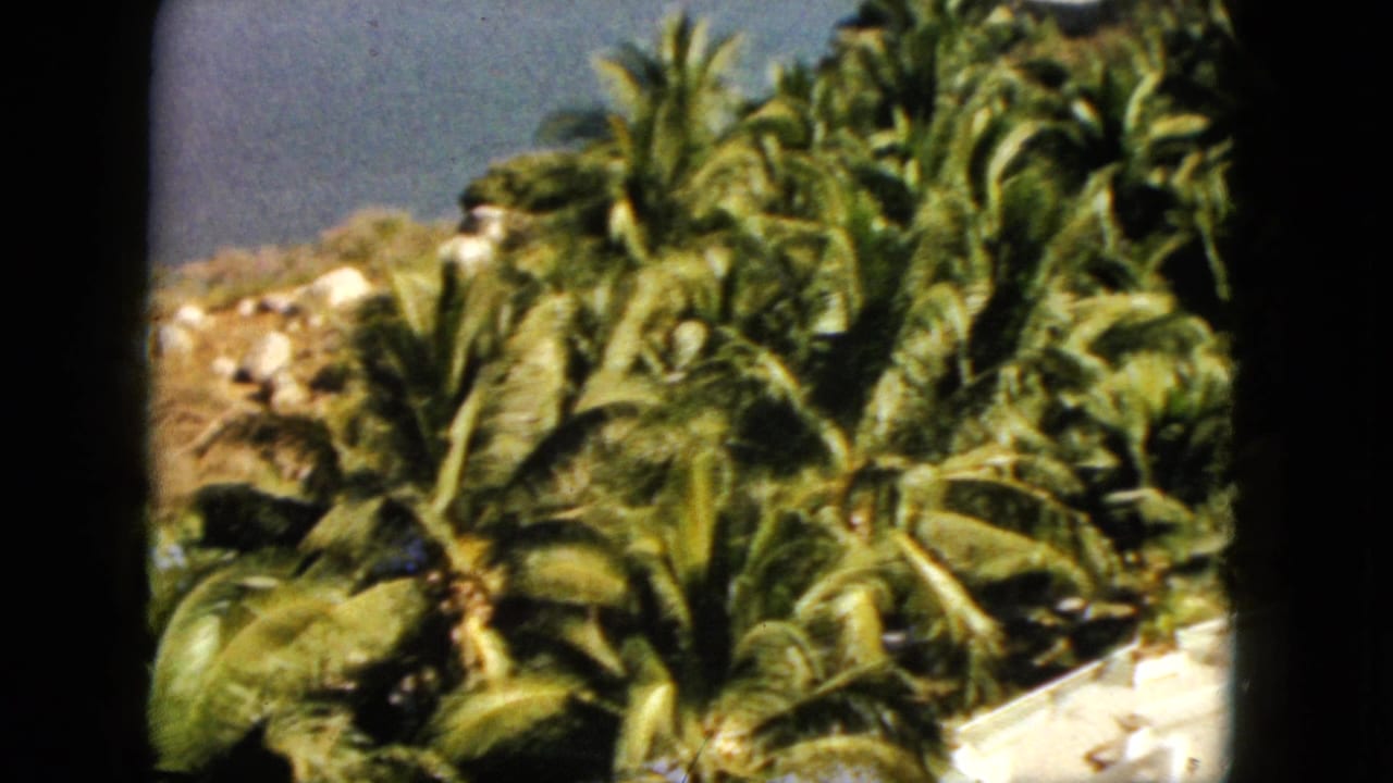 Palm trees fill the foreground with a rocky hillside behind them.