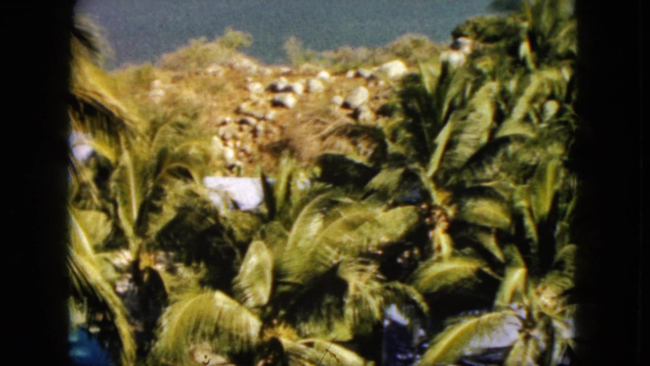 Palm fronds and rocky hillside with small pale roof shapes partly visible.
