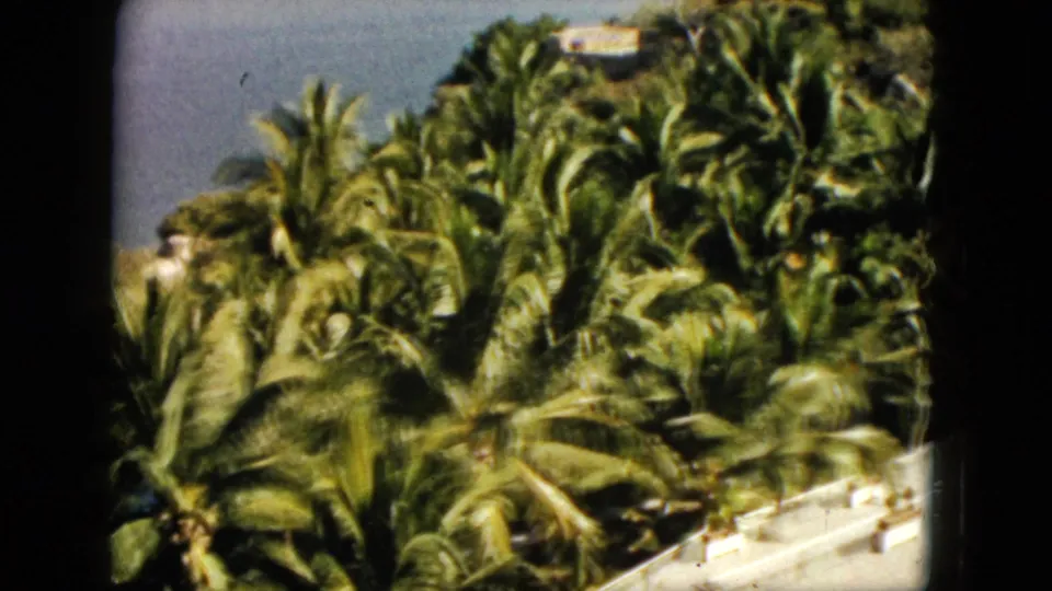 1962 Acapulco frame centered on palm trees with blue water faintly visible beyond the foliage.