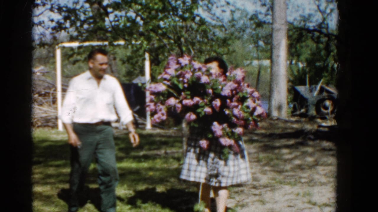 In a 1961 Wauconda yard, a man approaches a woman partly hidden by a large purple lilac bouquet.