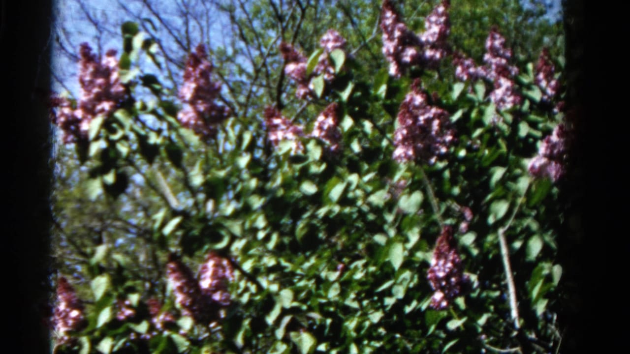 Blooming purple lilacs fill the frame in a Wauconda, Illinois garden, filmed on 8mm in 1961.