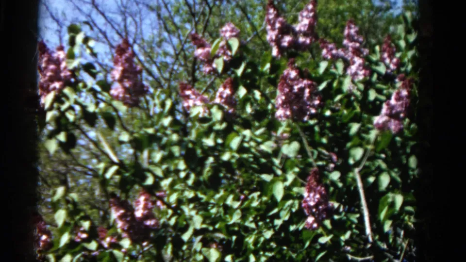 Sunlit purple lilac blooms and dense foliage appear in this 1961 Wauconda garden home-movie frame.