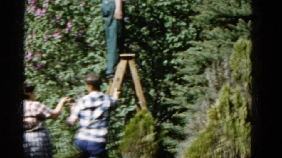 1961 Wauconda frame with a man elevated on a wooden ladder near evergreens as two women watch from the garden below.