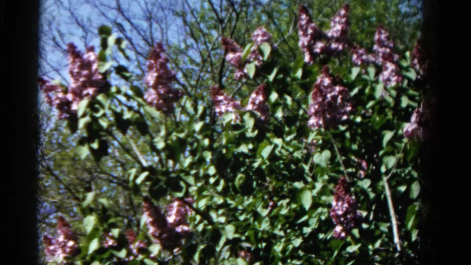 Close 8mm view of purple lilac blossoms and green leaves, likely from the same 1961 Wauconda garden scene.