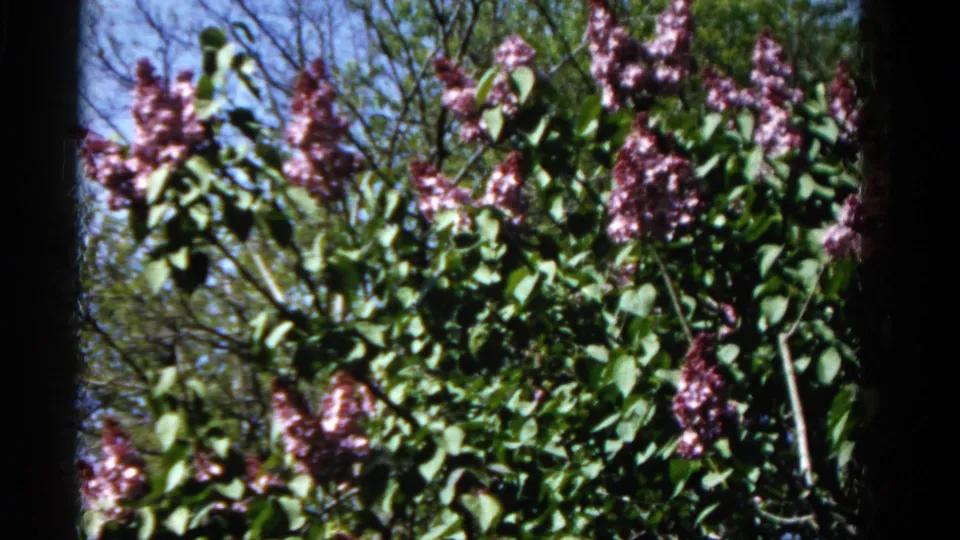 Close-up of purple lilac clusters and leafy branches in the 1961 Wauconda garden footage, with bright sky behind.