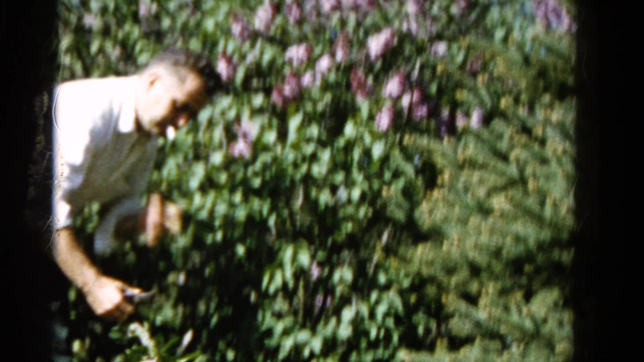 In 1961 Wauconda home-movie footage, a man in a light shirt tends a dense rose bush with pink-purple blossoms.
