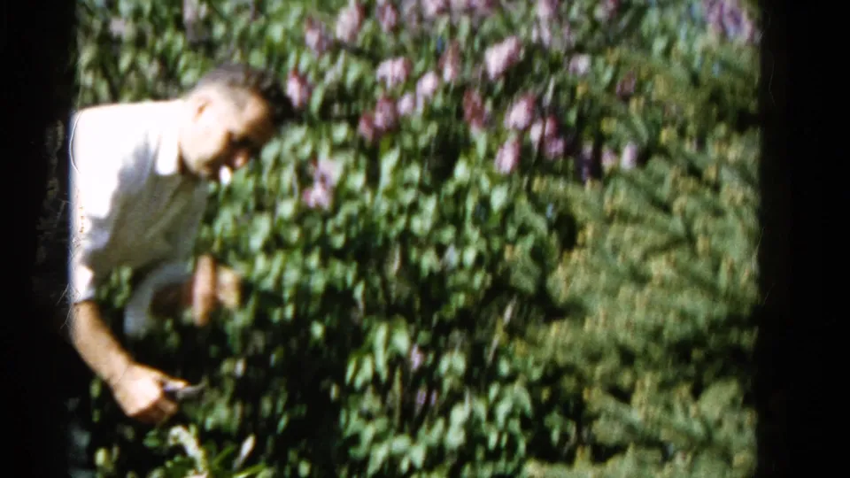 In 1961 Wauconda home-movie footage, a man in a light shirt tends a dense rose bush with pink-purple blossoms.