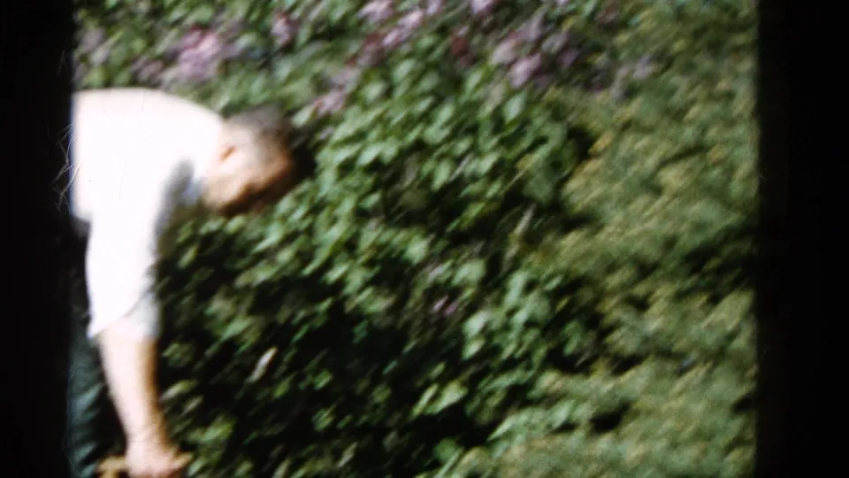 A man in a light shirt bends close to the greenery and blossoms in this 1961 Wauconda garden scene.