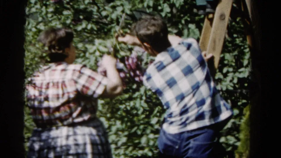 A woman in plaid and a man in a blue-and-white checkered shirt work beside rose bushes and a wooden ladder in Wauconda, 1961.