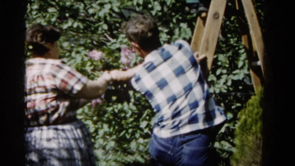 The woman and man reach into dense rose foliage together, continuing the 1961 Wauconda flower harvest scene.