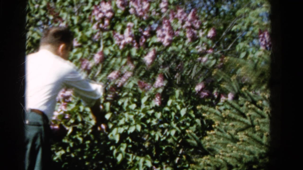 In Wauconda, Illinois, 1961 home-movie footage, a man reaches toward purple lilac blossoms amid dense green foliage.