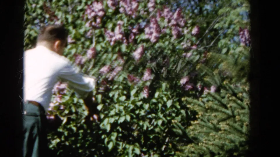 In Wauconda, Illinois, 1961 home-movie footage, a man reaches toward purple lilac blossoms amid dense green foliage.