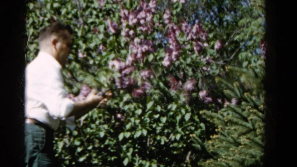 A 1961 Wauconda garden scene shows a man in profile beside purple lilacs and green shrubs, holding a branch or cutting tool near the blossoms.