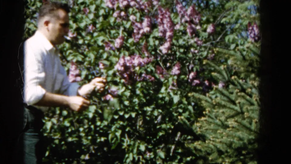 The man stands close to the lilac bush in the Wauconda garden, with purple blossoms and leaves filling most of the 8mm frame.
