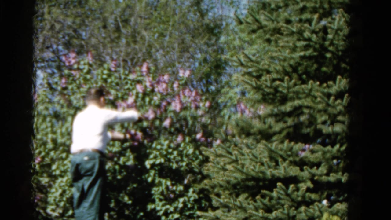 In 1961 Wauconda, Illinois footage, a man in a white shirt reaches into blooming lilacs near a tall evergreen.