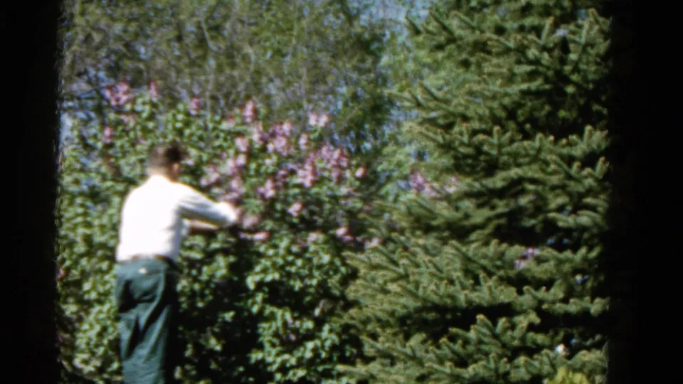 The man continues pruning the lilac shrub in the sunlit 1961 Wauconda backyard scene.