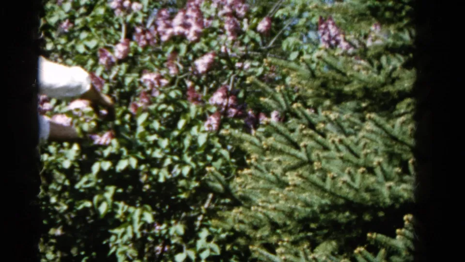 A closer 8mm frame shows the man's arm and trimming motion among lilac blossoms and dense green leaves.