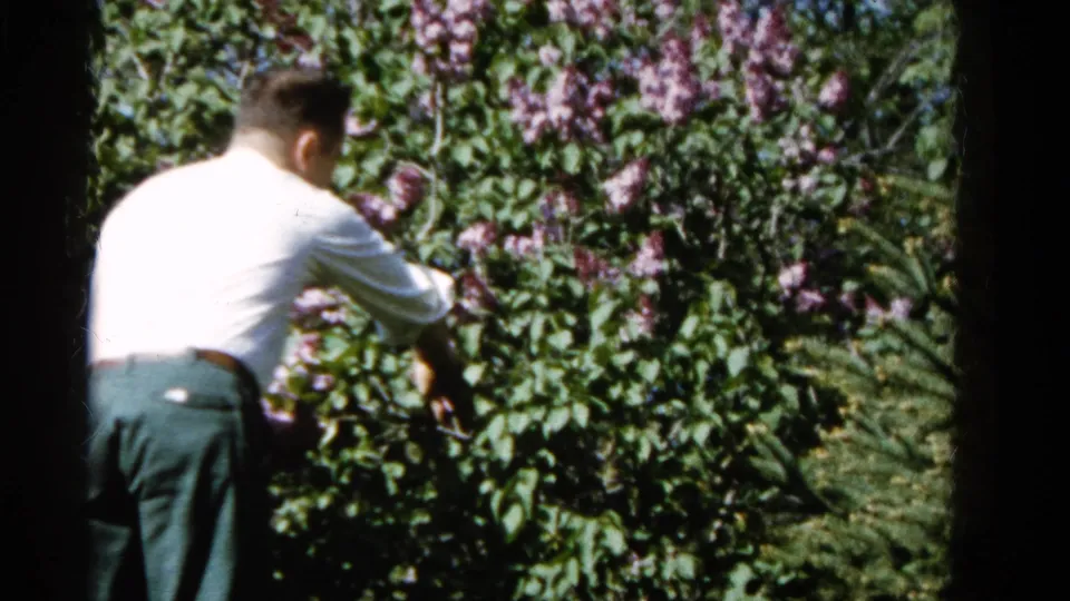 In the final frame, the man leans over the flowering lilac shrub, partly turned away in the Wauconda backyard footage.