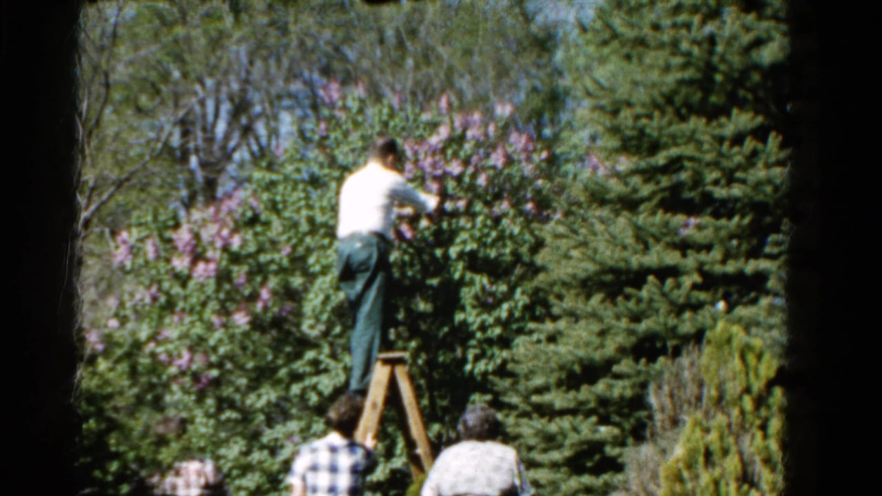 In a 1961 Wauconda backyard scene, a man in a white shirt stands on a wooden ladder picking from a leafy tree.
