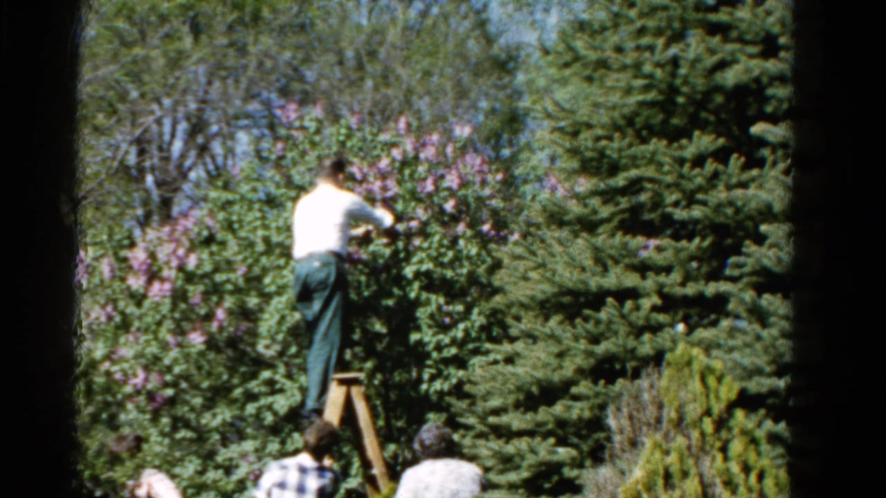 Man stands high on a wooden ladder beside a dense tree and evergreen branches.