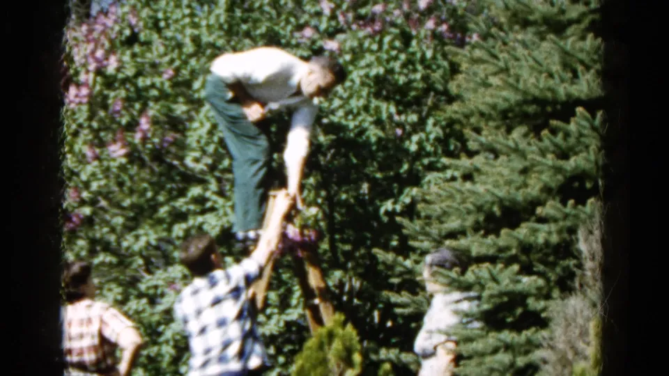 A man bends on the wooden ladder near the tree as another person reaches upward, suggesting help during fruit picking in the backyard.