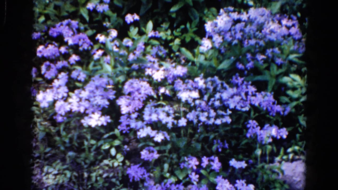 Close view of purple and white garden flowers in 1961 home-movie footage from Wauconda, Illinois.