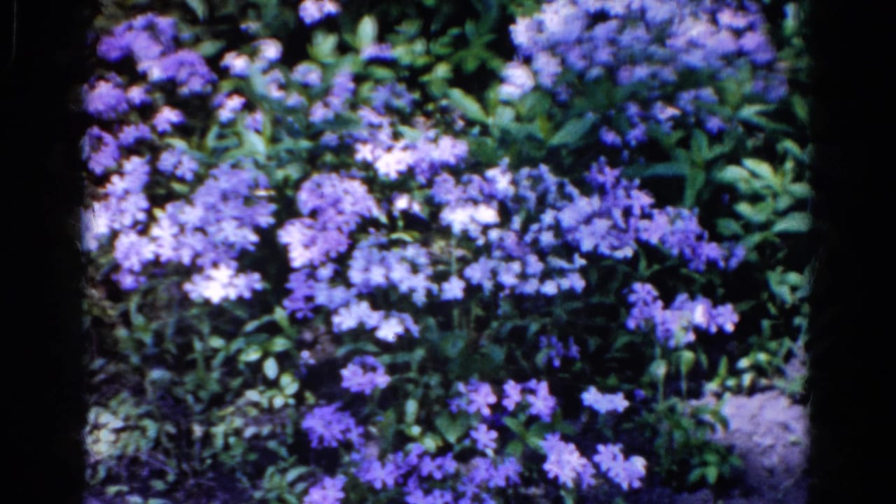 1961 Wauconda home-movie frame of purple and whitish garden flowers clustered among green foliage.