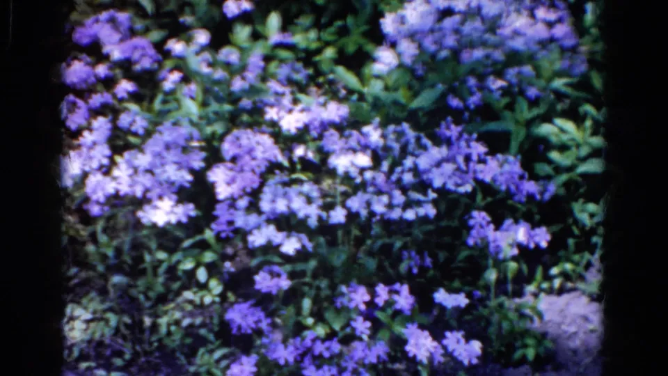 1961 Wauconda home-movie frame of purple and whitish garden flowers clustered among green foliage.