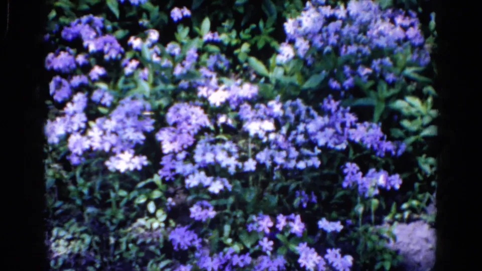 Purple and pale blossoms in a leafy shrub, filmed in Wauconda, Illinois, on 8mm home-movie film in 1961.