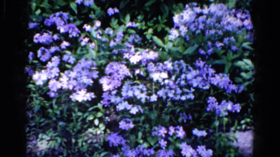 A dense cluster of purple garden flowers and green leaves, consistent with the 1961 Wauconda home-movie setting.