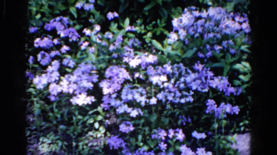 End frame of purple and whitish blossoms on a leafy garden bush in 1961 Wauconda 8mm footage.