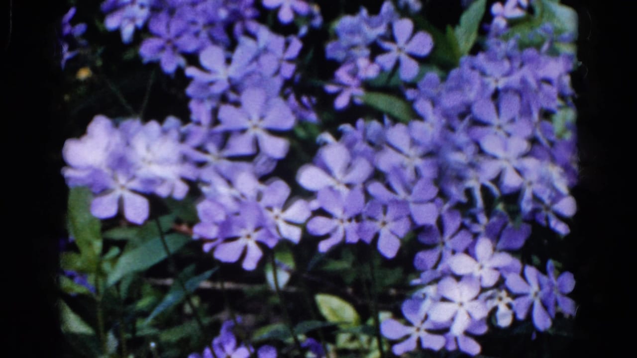 Purple phlox blossoms and green leaves fill the frame in a dark garden setting.