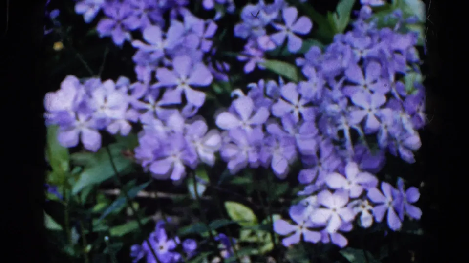 Close 1961 Wauconda garden frame showing purple phlox blossoms, pale centers, leaves, and deep shadow.