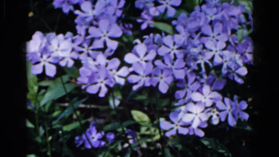 1961 Wauconda 8mm frame of purple phlox in a garden, with clustered petals, green leaves, and film softness.