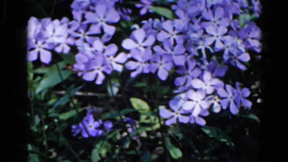 Close 1961 Wauconda garden shot of purple phlox blossoms with green leaves, shadow, and 8mm film grain.