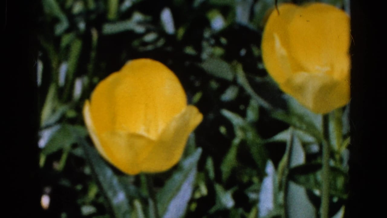 Yellow tulip close-up against green garden foliage with dark film borders.