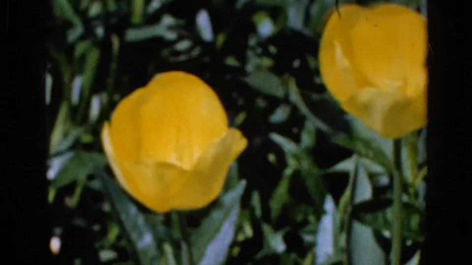 Yellow tulip in a sunlit Wauconda, Illinois garden, recorded on 1961 8mm home-movie film.