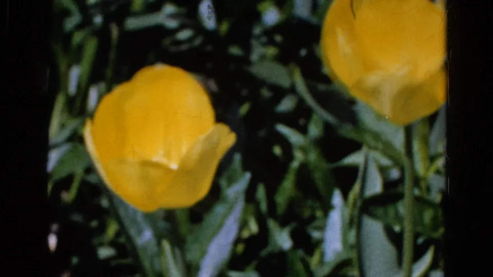 Close 8mm view of a yellow tulip and surrounding leaves in the 1961 Wauconda garden footage.