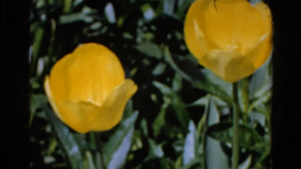 Two yellow tulips appear in the sunlit 1961 Wauconda garden, with visible 8mm frame edges.