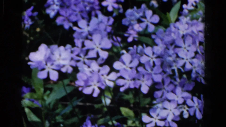Purple phlox clusters fill the frame in the 1961 Wauconda 8mm garden footage.