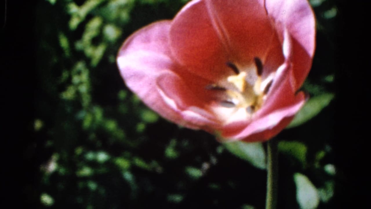 Pink tulip in bloom against a dark green garden background.