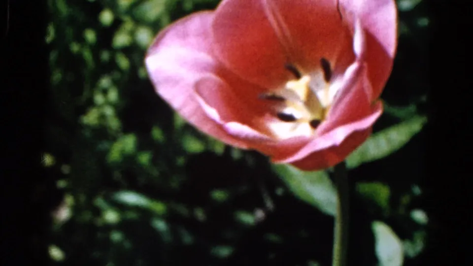 Close view of a pink tulip in a sunlit garden, supported by metadata as 1961 Wauconda, Illinois 8mm footage.