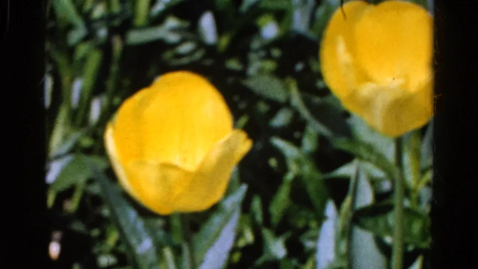 Two yellow tulips stand among green foliage in metadata-supported 1961 Wauconda, Illinois home-movie footage.